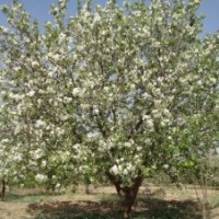 河北大華苗木供應(yīng)八棱海棠樹