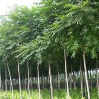 山西兄弟苗圃千頭椿