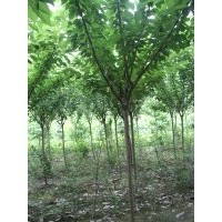 供應(yīng)櫻花 櫻花小苗 櫻花小苗價(jià)格