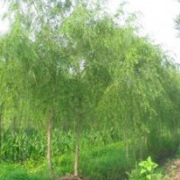 金絲柳