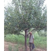 高分枝八棱海棠樹