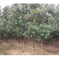 供應(yīng)廣玉蘭，香樟，桂花