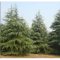 雪松基地供應(yīng)，南京雪松價(jià)格——南京江北雪松苗圃場