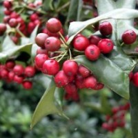 湖北優(yōu)質(zhì)枸骨