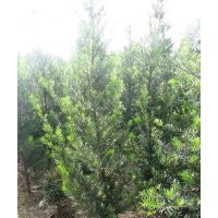 特賣(mài)羅漢松苗木 羅漢松盆景 宏景羅漢松價(jià)格盡在小龔羅漢松批發(fā)