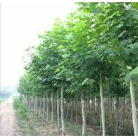 濟(jì)寧城北苗木種植基地法桐