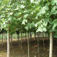 馬褂木供應(yīng)，馬褂木價(jià)格最新報(bào)價(jià)——南京江北雪松苗圃場