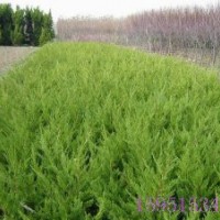 供應(yīng)龍柏球//小葉黃楊//紅王子錦帶