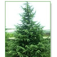 苗木種植大戶－南京泉江苗圃場(chǎng)常年低價(jià)銷售綠化工程苗