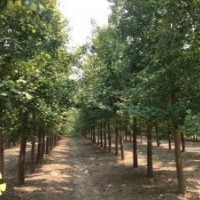 江蘇東臺(tái)長(zhǎng)年供應(yīng)8-26公分實(shí)生銀杏樹，10-40公分嫁接銀杏樹