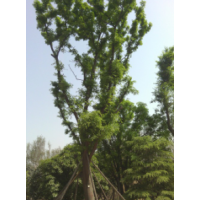 皂角 國槐 五角楓 紫薇 紫荊 茶條槭 桂花