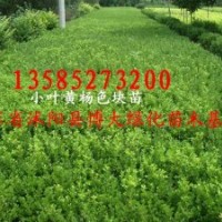 大葉黃楊、小葉黃楊、金邊黃楊、北海道黃楊