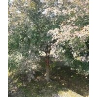 供應(yīng)工程苗木紅楓,櫻花,紫薇
