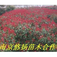 南京悠揚苗木合作社雪松廣玉蘭，蜀檜龍柏，垂柳紅葉石楠