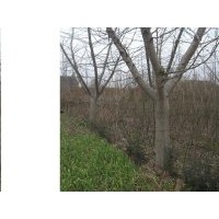 22公分嫁接銀杏樹