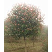 5公分紅葉石楠（單桿，分枝高度80公分）