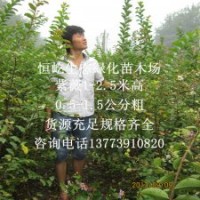 紫薇苗在緑化工程中的應用及未來發(fā)展趨勢