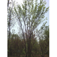 西安 云杉 白皮松 油松 雪松 五角楓 榆樹 柳樹 茶條槭