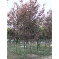 成都紅葉李價(jià)格 成都紅葉李報(bào)價(jià) 紅葉李品種 紅葉李規(guī)格