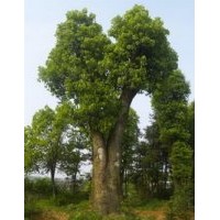 骨架香樟樹-移植香樟樹15公分20公分香樟樹價(jià)格