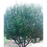 供應(yīng)叢生八棱海棠樹