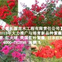 紅火箭紫薇簡介