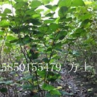 共你所求 應(yīng)你所要