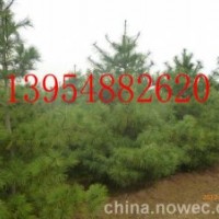 白皮松|華山松|造型風(fēng)景松|龍柏|蜀儈|泰安鵬舉櫻花基地產(chǎn)品