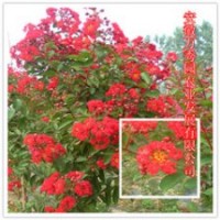 紫薇 園林綠化首選