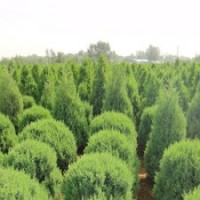 保定檜柏球的價(jià)格|檜柏球報(bào)價(jià)