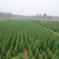 綠洲苗木北京檜柏