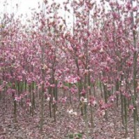 紫玉蘭基地，南京紫玉蘭基地供應(yīng)，紫玉蘭價(jià)格——南京江北雪松苗