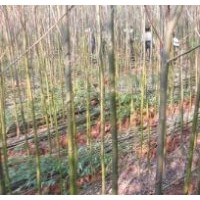 供應(yīng)1-3年竹柳