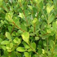 湖南紅花繼木，湖南杜鵑，湖南茶梅，湖南紅葉石楠，湖南夏鵑