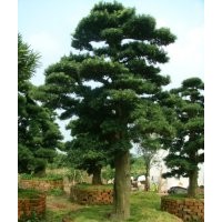 供應(yīng)：湖南本地羅漢松,羅漢松小苗,造型羅漢松