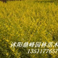 供應(yīng)綠化苗:金葉女貞，紅葉小檗，蜀檜,龍柏、地柏，扶芳藤