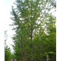 供應(yīng)山東優(yōu)質(zhì)銀杏樹(shù)