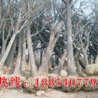 低價供應國槐、合歡、白蠟、107楊樹苗、法桐等綠化苗木