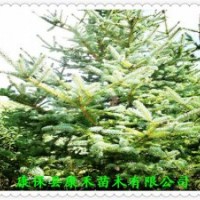 精品云杉小樹(shù)