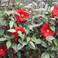 茶花！優(yōu)質(zhì)嫁接砧木茶花！10年生苗！