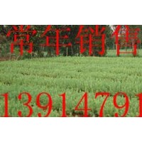 要雪松.找厚松.雪松小苗價格