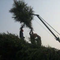 南京雪松1-8m大量銷售