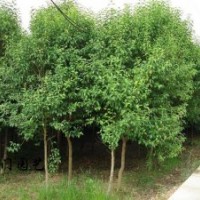 供大葉女貞 小葉女貞造型樹(shù)、大葉女貞價(jià)格