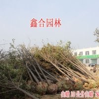 山西白蠟供應(yīng)商 專供 太原白蠟 太原10公分白蠟