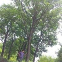 出售蒙古櫟，櫻花，紫薇