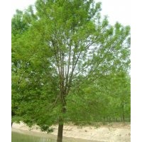 山東白蠟 山東榆樹 山東國槐苗木基地山東萬盛苗木基地