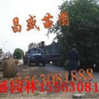 山東臭椿山東榆樹山東龍爪槐--山東萬盛苗木基地