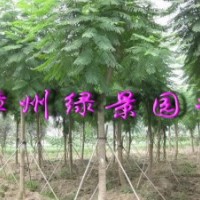 重慶藍(lán)花楹，云南藍(lán)花楹，福建藍(lán)花楹