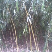 金絲垂柳，金絲垂柳基地，山東金絲垂柳，金絲垂柳價格