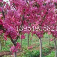 北美海棠，北美海棠芽苗，北美海棠2年苗，北美海棠產(chǎn)地